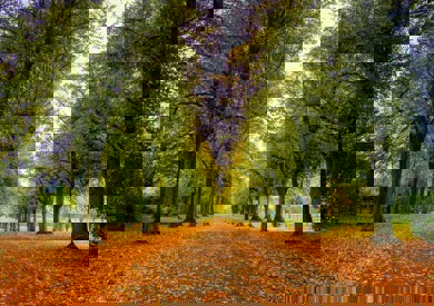 Tree-lined path covered in fallen autumn leaves in Preston park Lancashire, with vibrant orange and yellow colors against a backdrop of green foliage.