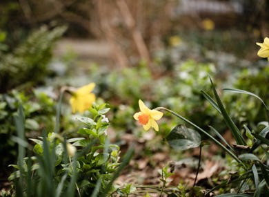 Flowers 2