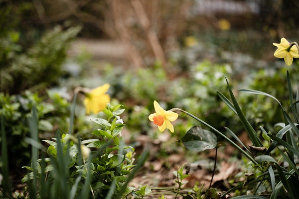 Flowers 2